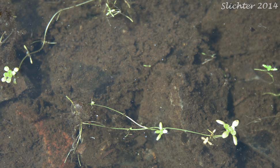 Spring Water-starwort, Spring Water Starwort, Vernal Water-starwort, Vernal Water Starwort: Callitriche palustris (Synonyms: Callitriche anceps, Callitriche palustris var. verna, Callitriche verna)