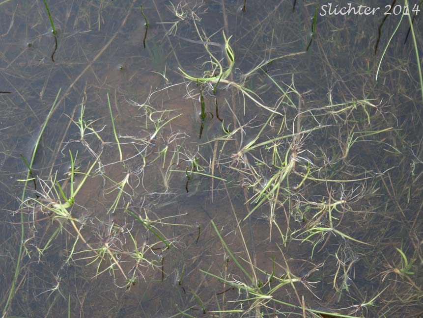 Unidentified Quillwort #1, Columbia River Gorge