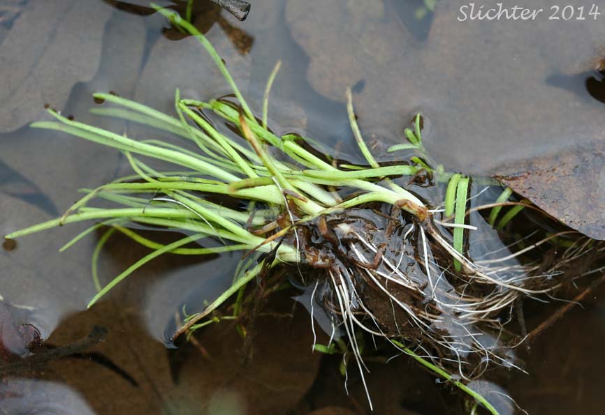 Unidentified Quillwort #1, Columbia River Gorge