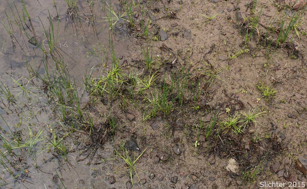 Nuttall's Quillwort: Isoetes nuttallii (Synonym: Isoetes nuttallii var. nuttallii, Isoetes opaca, Isoetes suksdorfii)