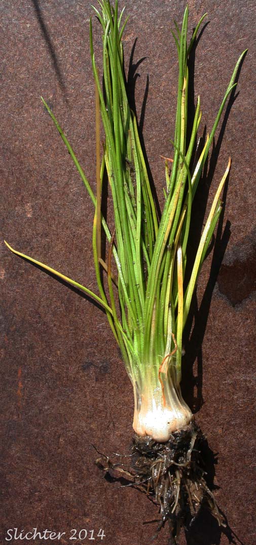 Nuttall's Quillwort: Isoetes nuttallii (Synonym: Isoetes nuttallii var. nuttallii, Isoetes opaca, Isoetes suksdorfii)