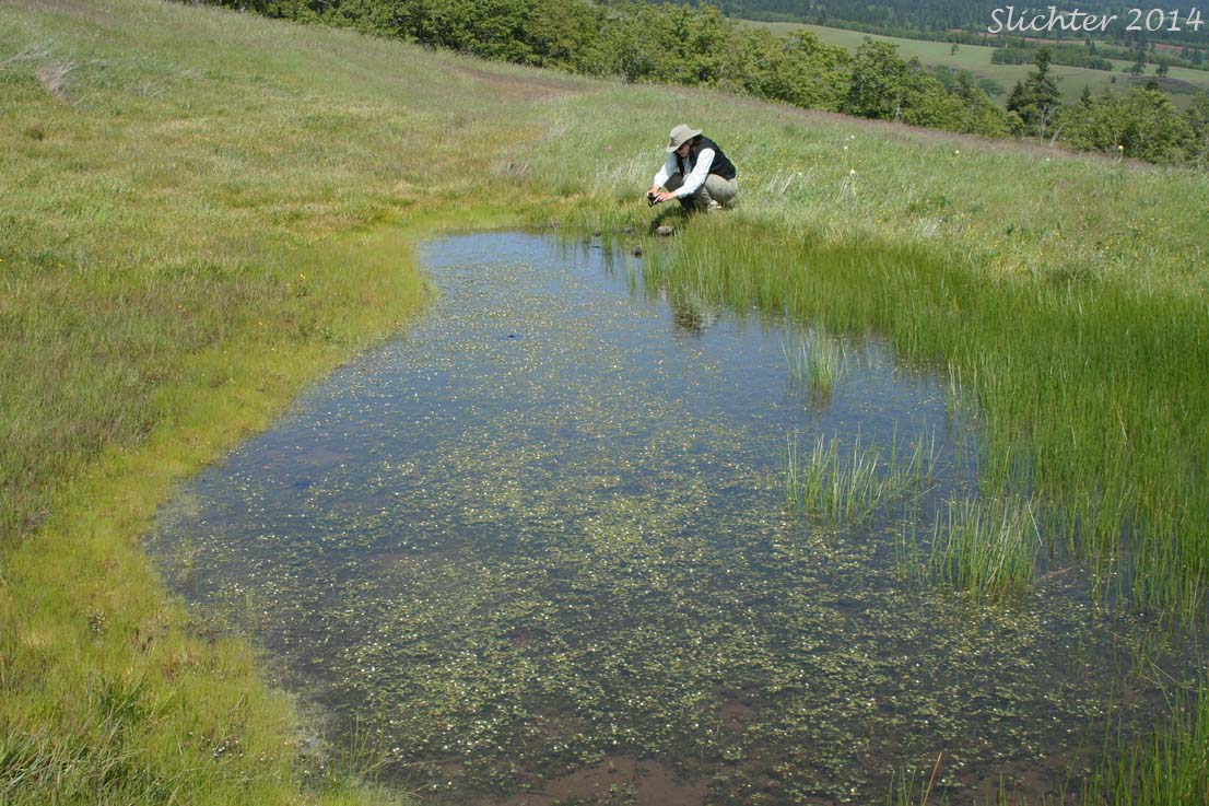 Habitat of Nuttall's Quillwort: Isoetes nuttallii (Synonym: Isoetes nuttallii var. nuttallii, Isoetes opaca, Isoetes suksdorfii)
