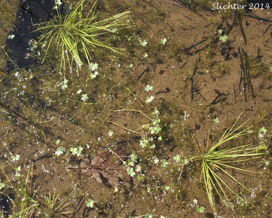 Nuttall's Quillwort: Isoetes nuttallii (Synonym: Isoetes nuttallii var. nuttallii, Isoetes opaca, Isoetes suksdorfii)