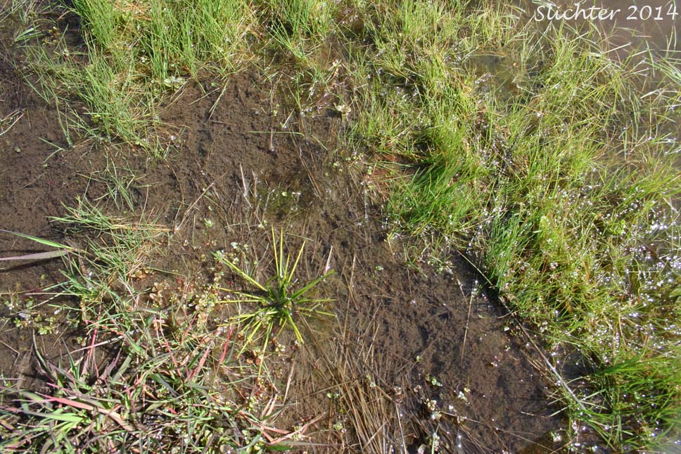 Shoreline habitat of Nuttall's Quillwort: Isoetes nuttallii (Synonym: Isoetes nuttallii var. nuttallii, Isoetes opaca, Isoetes suksdorfii)