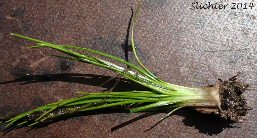 Nuttall's Quillwort: Isoetes nuttallii (Synonym: Isoetes nuttallii var. nuttallii, Isoetes opaca, Isoetes suksdorfii)