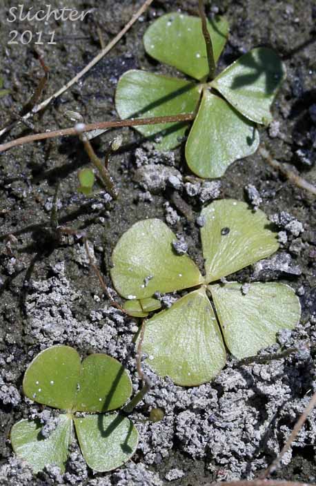 Hairy Clover-fern, Hairy Waterclover, Pepperwort, Water-clover, Western Waterclover: Marsilea vestita (Synonyms: Marsilea fournieri, Marsilea mucronata, Marsilea tenuifolia, Marsilea uncinata, Marsilea vestita ssp. tenuifolia, Marsilea vestita ssp. vestita, Marsilea vestita var. mucronata)