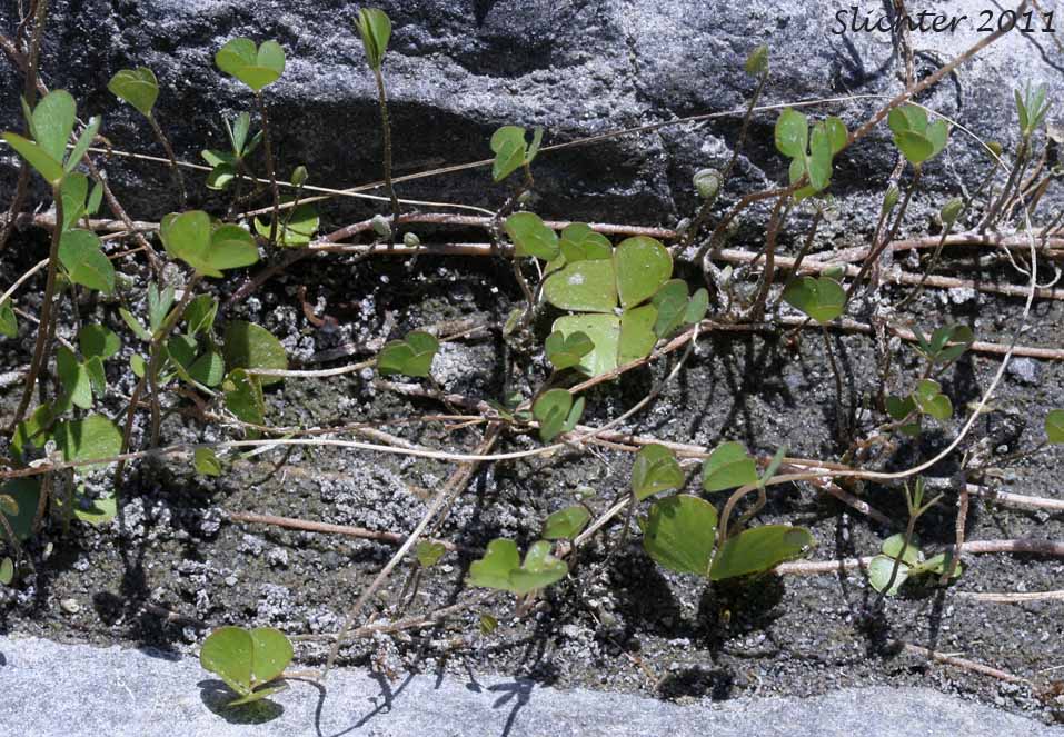 Hairy Clover-fern, Hairy Waterclover, Pepperwort, Water-clover, Western Waterclover: Marsilea vestita (Synonyms: Marsilea fournieri, Marsilea mucronata, Marsilea tenuifolia, Marsilea uncinata, Marsilea vestita ssp. tenuifolia, Marsilea vestita ssp. vestita, Marsilea vestita var. mucronata)