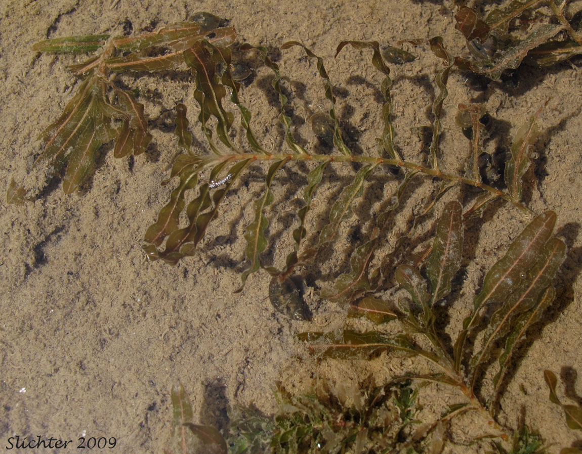 Curled Pondweed, Curly Pondweed: Potamogeton crispus