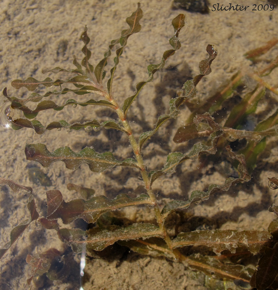 Curled Pondweed, Curly Pondweed: Potamogeton crispus