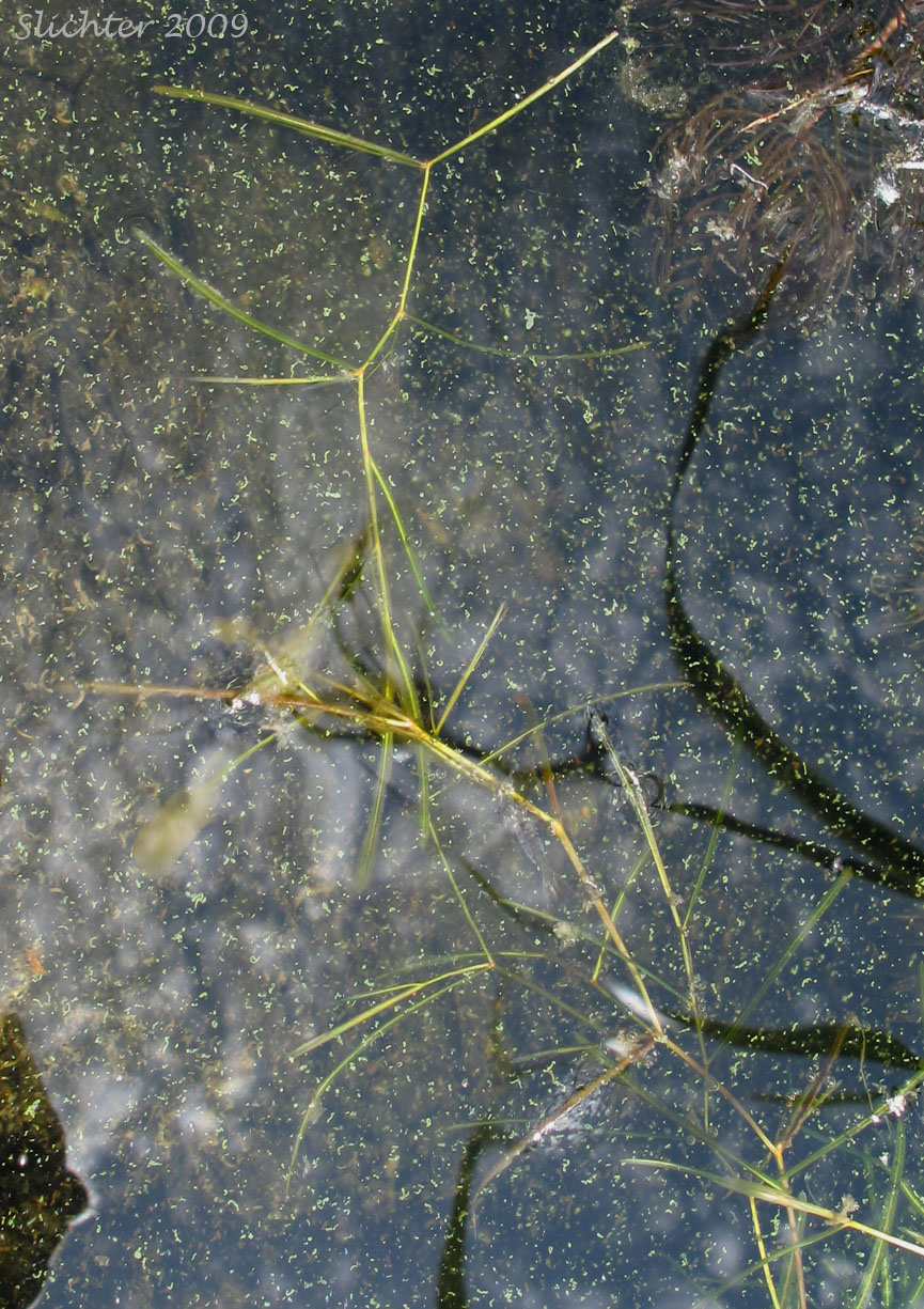 Leafy Pondweed: Potamogeton foliosus (Synonyms: Potamogeton curtissii, Potamogeton foliosus ssp. foliosus, Potamogeton foliosus var. foliosus, Potamogeton foliosus var. macellus)