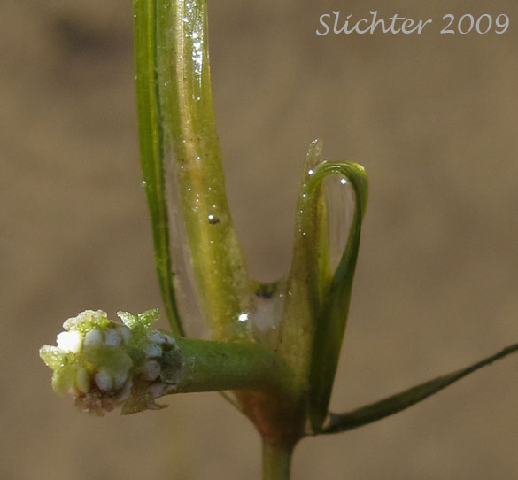 Leafy Pondweed: Potamogeton foliosus (Synonyms: Potamogeton curtissii, Potamogeton foliosus ssp. foliosus, Potamogeton foliosus var. foliosus, Potamogeton foliosus var. macellus)