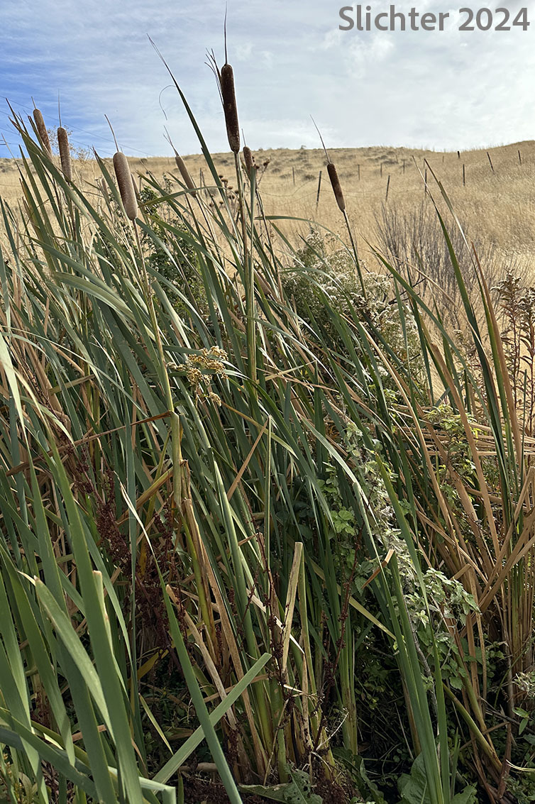 Broad-leaf Cattail, Broad-leaf Cat-tail, Common Cattail, Common Cat-tail: Typha latifolia