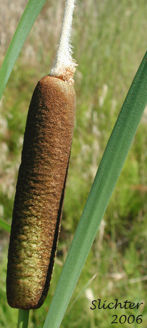 Broadleaf Cattail, Broad-leaf Cattail, Common Cat-tail: Typha latifolia