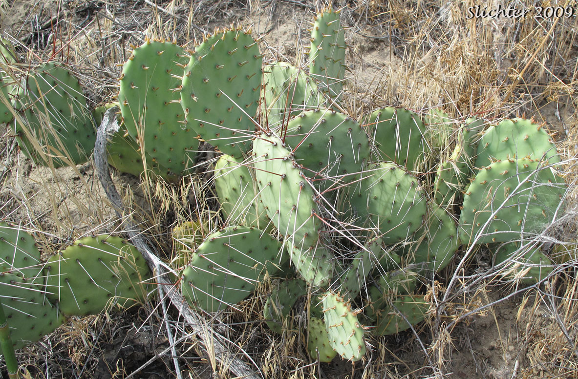Prickly Pear, Desert Prickly Pear: Opuntia phaeacantha