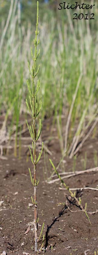 Common Horsetail, Field Horsetail: Equisetum arvense (Synonym: Equisetum arvense var. boreale)