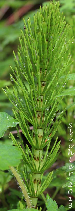 Common Horsetail, Field Horsetail: Equisetum arvense (Synonym: Equisetum arvense var. boreale)