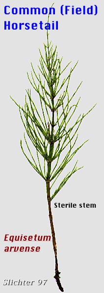 Common Horsetail, Field Horsetail: Equisetum arvense (Synonym: Equisetum arvense var. boreale)