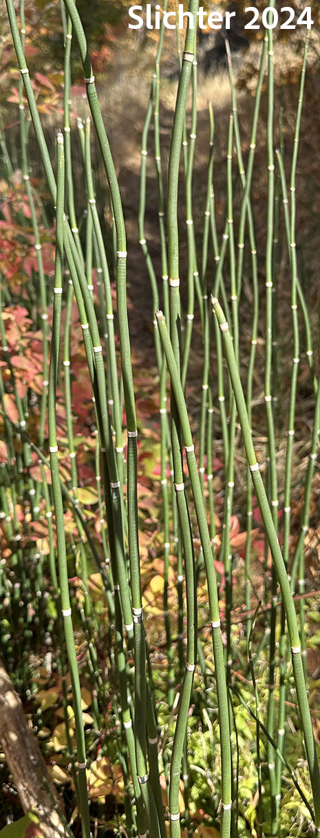 Common Scouring-rush, Common Scouring-rush, Scouring-rush Horsetail, Dutch Rush, Prairie Scouring-rush: Equisetum hyemale ssp. affine (Synonyms: Equisetum hyemale var. affine, Equisetum hyemale var. californicum, Equisetum praealtum)