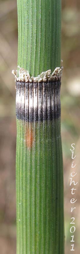 Joint on the stalk of Common Scouring-rush, Common Scouring-rush, Scouring-rush Horsetail, Dutch Rush, Prairie Scouring-rush: Equisetum hyemale ssp. affine (Synonyms: Equisetum hyemale var. affine, Equisetum hyemale var. californicum, Equisetum praealtum)