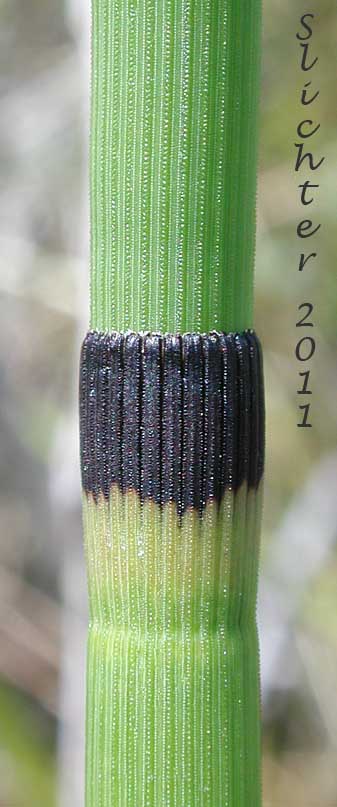 Common Scouring-rush, Common Scouring-rush, Scouring-rush Horsetail, Dutch Rush, Prairie Scouring-rush: Equisetum hyemale ssp. affine (Synonyms: Equisetum hyemale var. affine, Equisetum hyemale var. californicum, Equisetum praealtum)