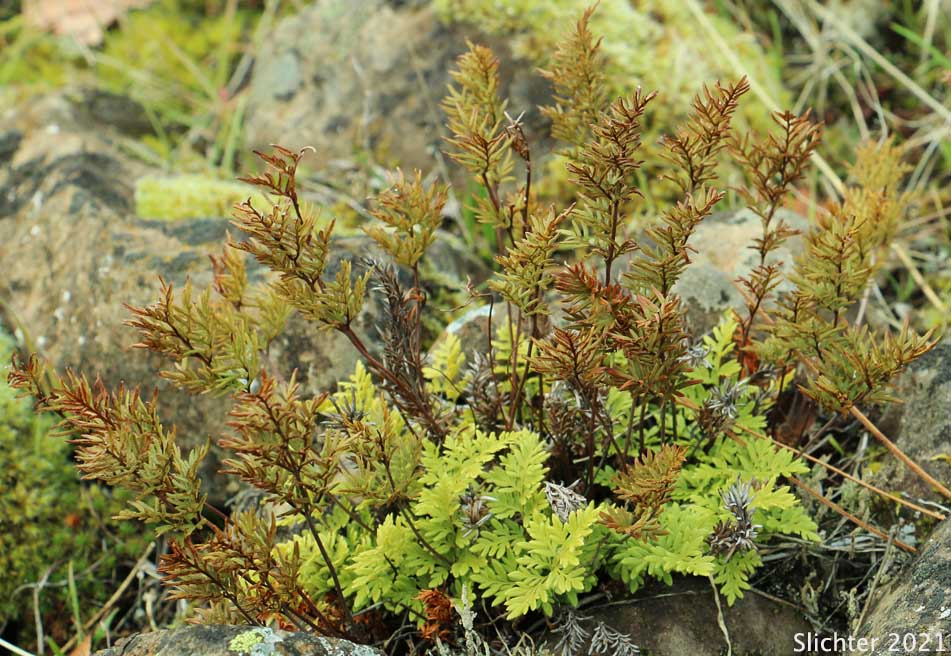 Indian's Dream, Oregon Cliff Brake, Podfern: Aspidotis densa (Synonyms: Cheilanthes siliquosa, Cryptogramma densa, Onychium densum, Pellaea densa)