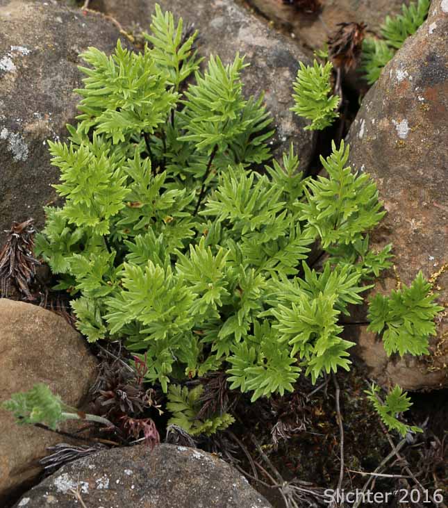 Indian's Dream, Oregon Cliff Brake, Podfern: Aspidotis densa (Synonyms: Cheilanthes siliquosa, Cryptogramma densa, Onychium densum, Pellaea densa)