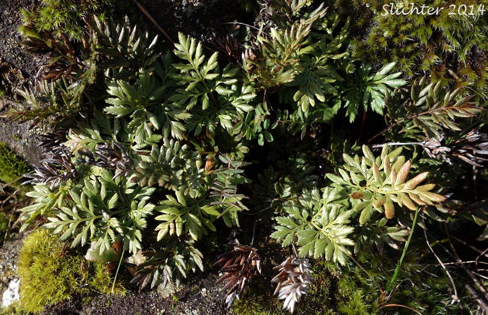 Indian's Dream, Oregon Cliff Brake, Podfern: Aspidotis densa (Synonyms: Cheilanthes siliquosa, Cryptogramma densa, Onychium densum, Pellaea densa)