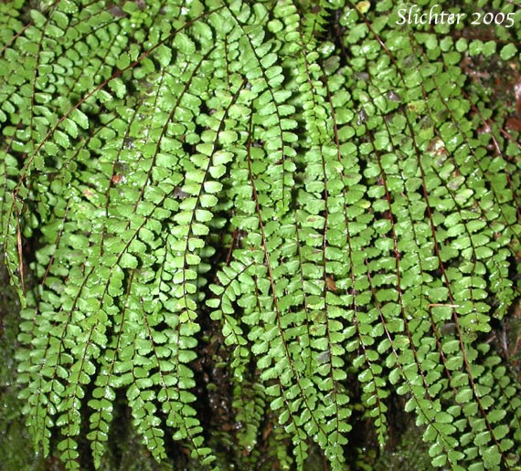 Maidenhair Spleenwort: Asplenium trichomanes