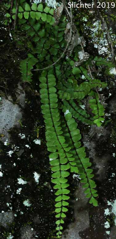Maidenhair Spleenwort: Asplenium trichomanes ssp. trichomanes