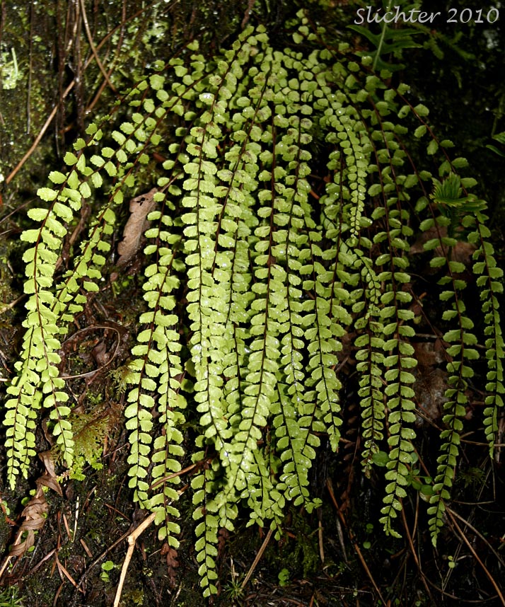 Maidenhair Spleenwort: Asplenium trichomanes ssp. trichomanes