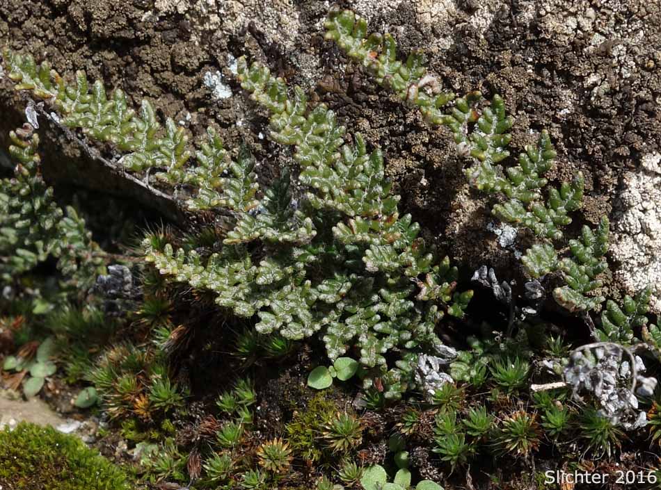 Lace Lipfern, Lace Fern: Myriopteris gracillima (Synonym: Cheilanthes gracillima)