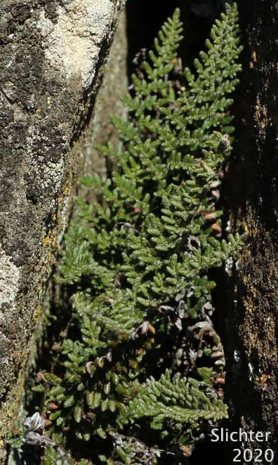 Lace Lipfern, Lace Fern: Myriopteris gracillima (Synonym: Cheilanthes gracillima)