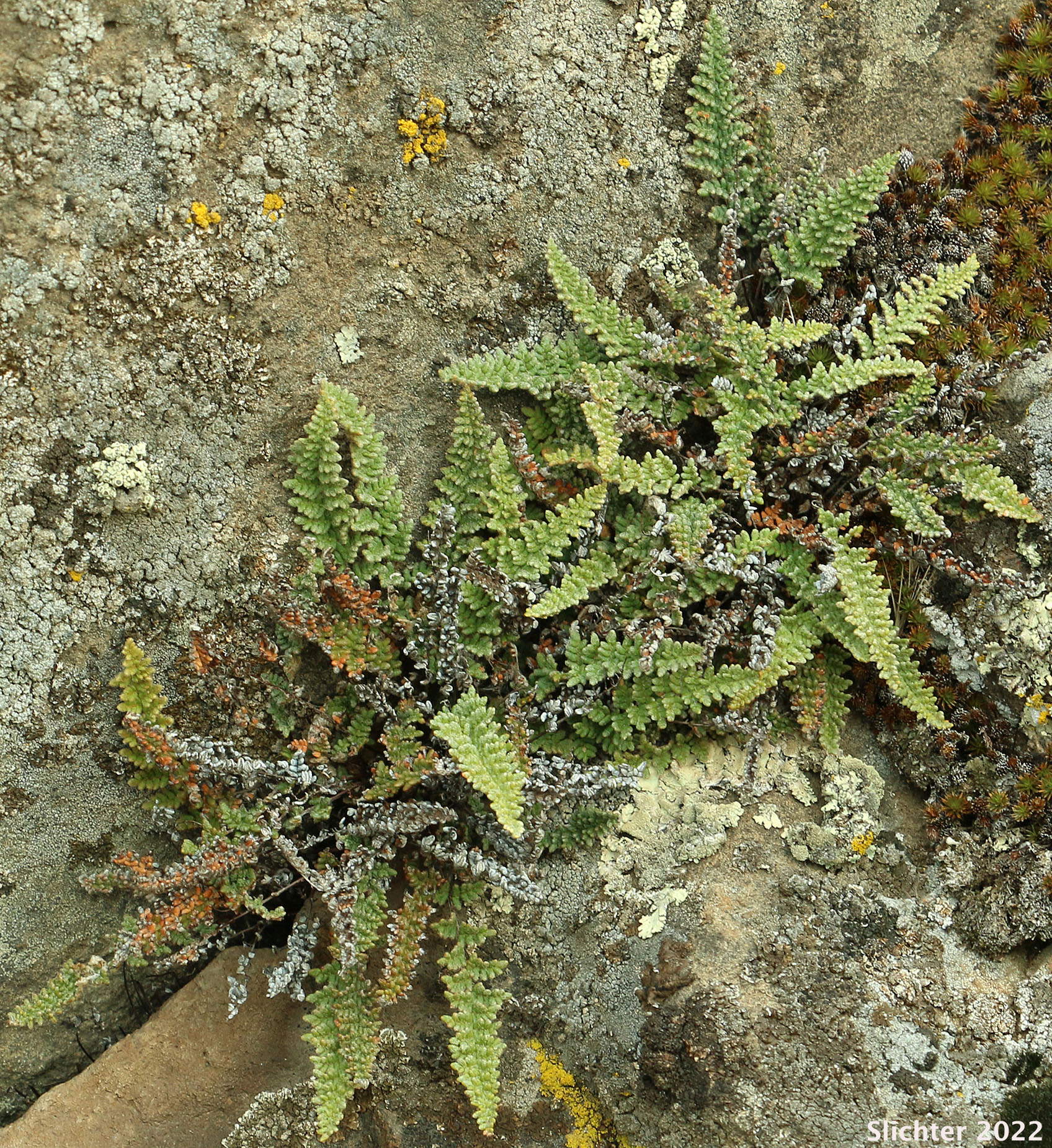 Lace Lipfern, Lace Fern: Myriopteris gracillima (Synonym: Cheilanthes gracillima)