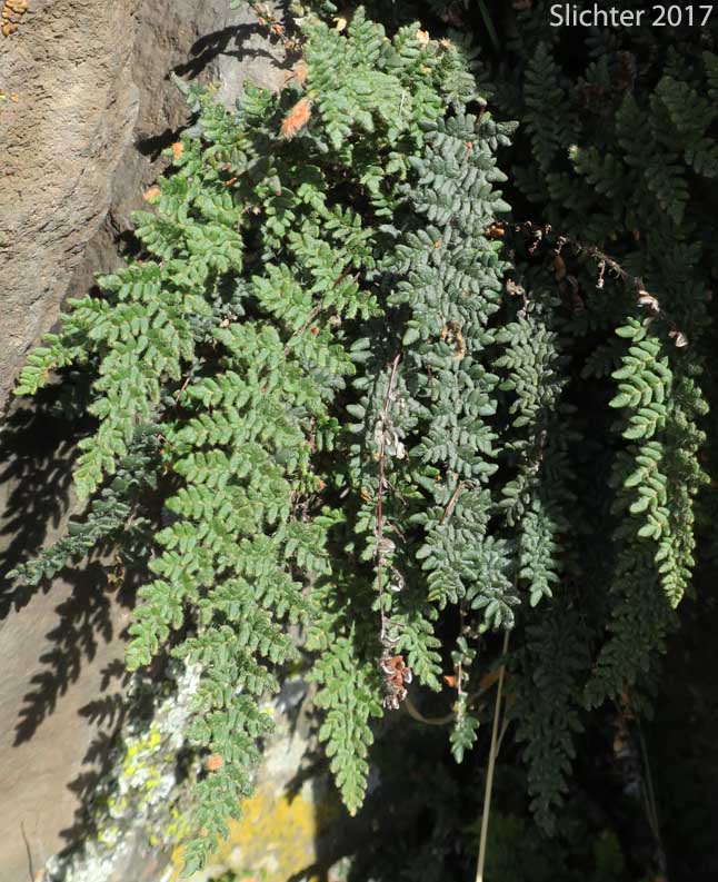 Lace Lipfern, Lace Fern: Myriopteris gracillima (Synonym: Cheilanthes gracillima)