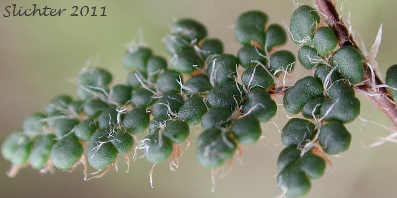 Dorsal surface of a leaflet of Lace Lipfern, Lace Fern: Myriopteris gracillima (Synonym: Cheilanthes gracillima)