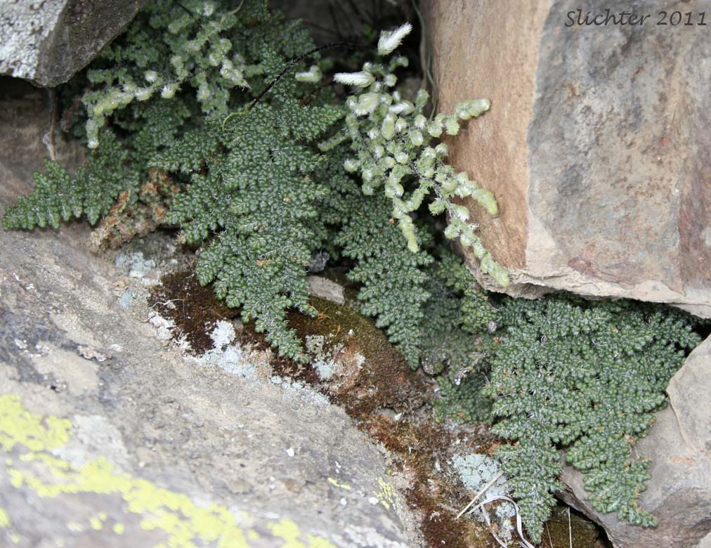 Lace Lipfern, Lace Fern: Myriopteris gracillima (Synonym: Cheilanthes gracillima)