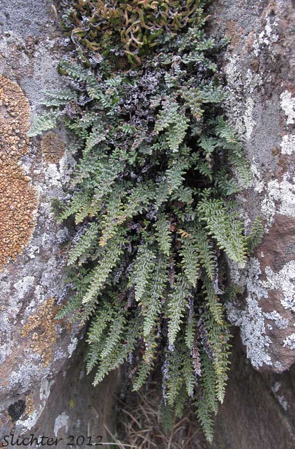 Lace Lipfern, Lace Fern: Myriopteris gracillima (Synonym: Cheilanthes gracillima)