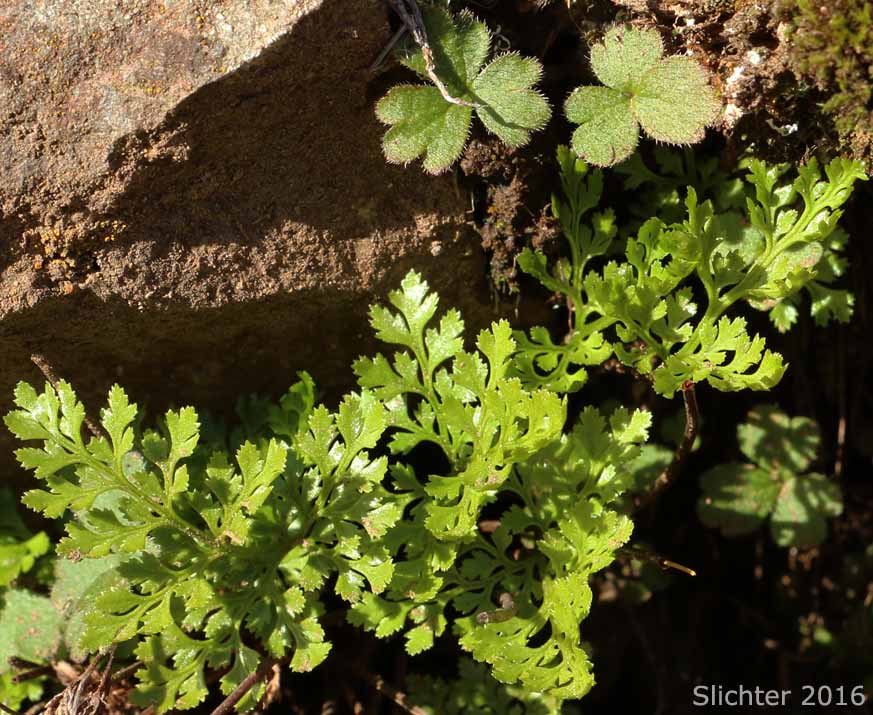 American Rockbrake, American Parsley Fern: Cryptogramma acrostichoides (Synonyms: Cryptogramma crispa ssp. acrostichoides, Cryptogramma crispa var. acrostichoides)