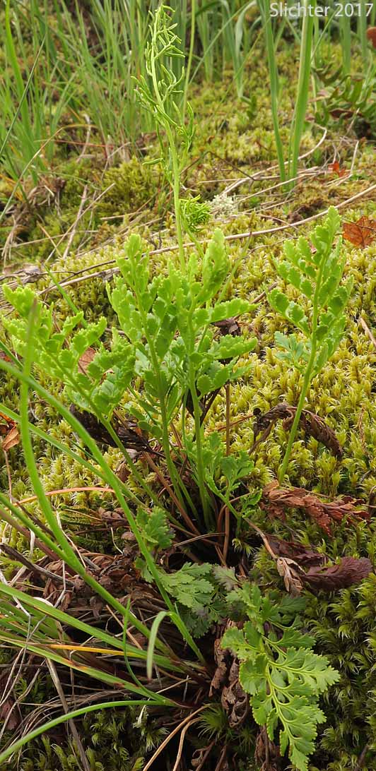 American Rockbrake, American Parsley Fern: Cryptogramma acrostichoides (Synonyms: Cryptogramma crispa ssp. acrostichoides, Cryptogramma crispa var. acrostichoides)