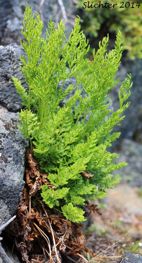 American Rockbrake, American Parsley Fern: Cryptogramma acrostichoides (Synonyms: Cryptogramma crispa ssp. acrostichoides, Cryptogramma crispa var. acrostichoides)
