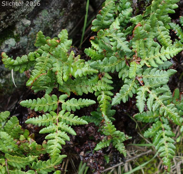 Goldback Fern, Gold-back Fern, Gold Fern: Pentagramma triangularis ssp. triangularis (Synonyms: Pentagramma triangularis ssp. semipallida, Pentagramma triangularis ssp. triangularis, Pityrogramma triangularis, Pityogramma triangularis var. triangularis)