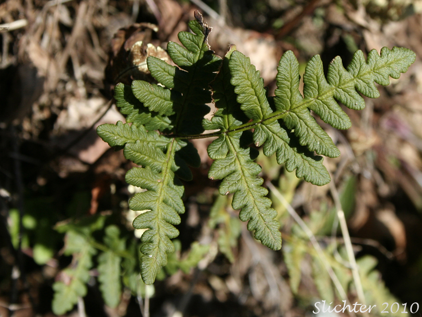 Dorsal blade surface of Goldback Fern, Gold-back Fern, Gold Fern: Pentagramma triangularis ssp. triangularis (Synonyms: Pentagramma triangularis ssp. semipallida, Pentagramma triangularis ssp. triangularis, Pityrogramma triangularis, Pityogramma triangularis var. triangularis)