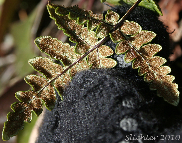 Ventral surface of leaflets of Goldback Fern, Gold-back Fern, Gold Fern: Pentagramma triangularis ssp. triangularis (Synonyms: Pentagramma triangularis ssp. semipallida, Pentagramma triangularis ssp. triangularis, Pityrogramma triangularis, Pityogramma triangularis var. triangularis)