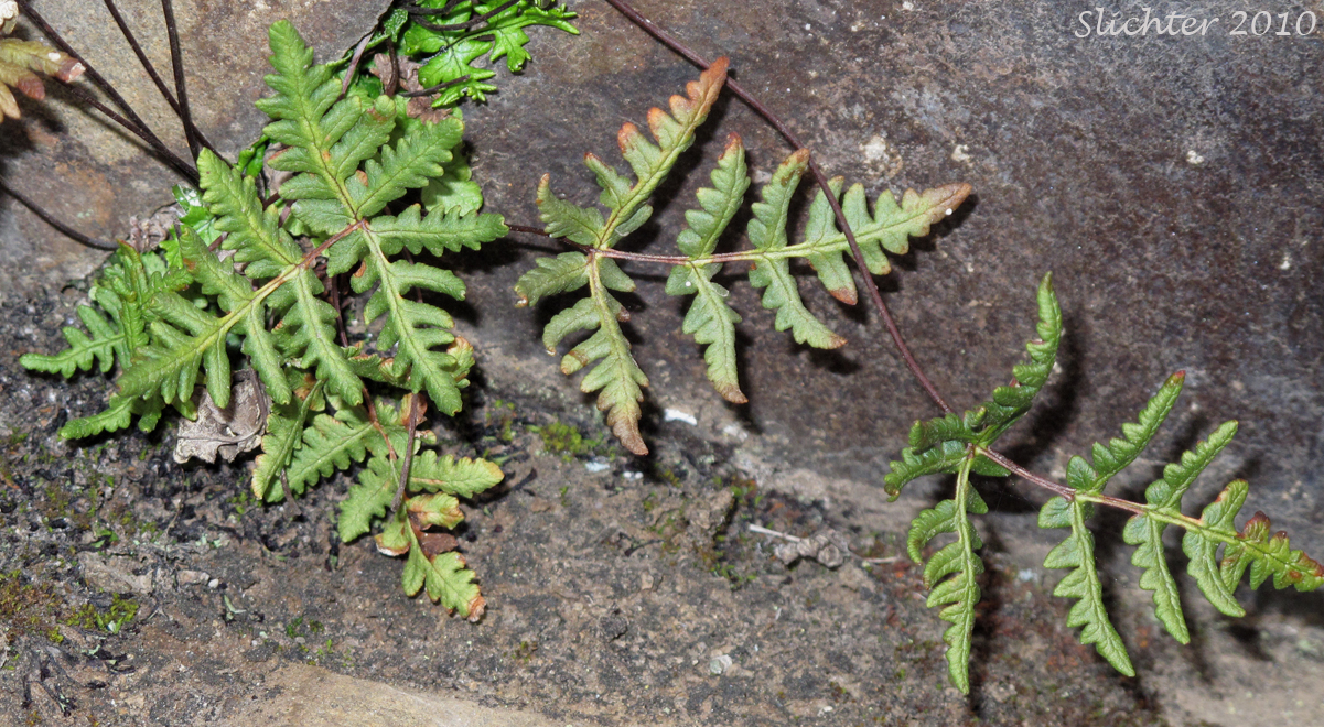 Goldback Fern, Gold-back Fern, Gold Fern: Pentagramma triangularis ssp. triangularis (Synonyms: Pentagramma triangularis ssp. semipallida, Pentagramma triangularis ssp. triangularis, Pityrogramma triangularis, Pityogramma triangularis var. triangularis)