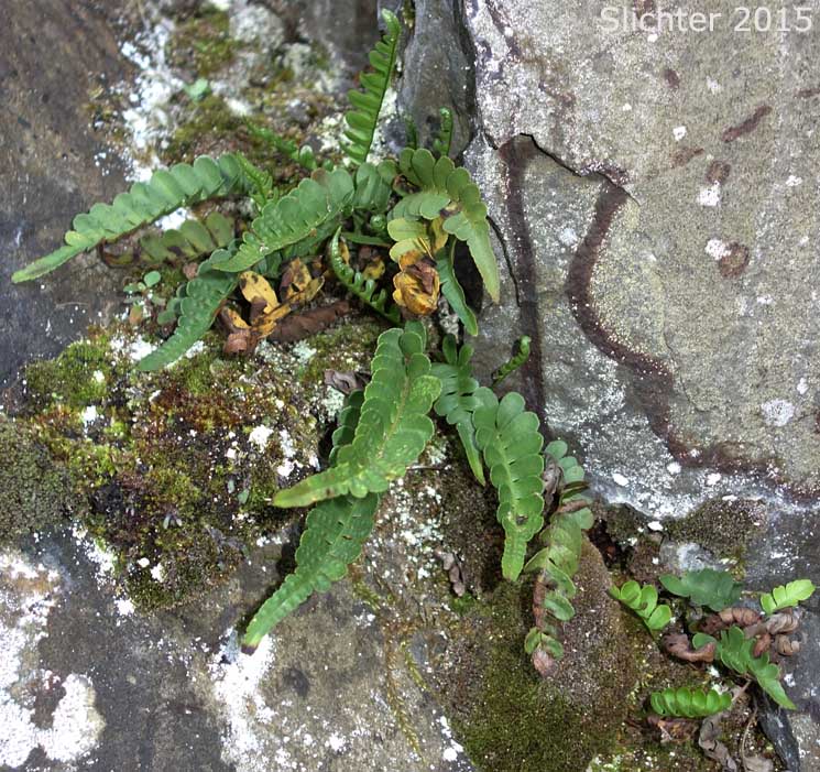 Irregular Polypody, Pacific Polypody: Polypodium amorphum (Synonym: Polypodium montense)