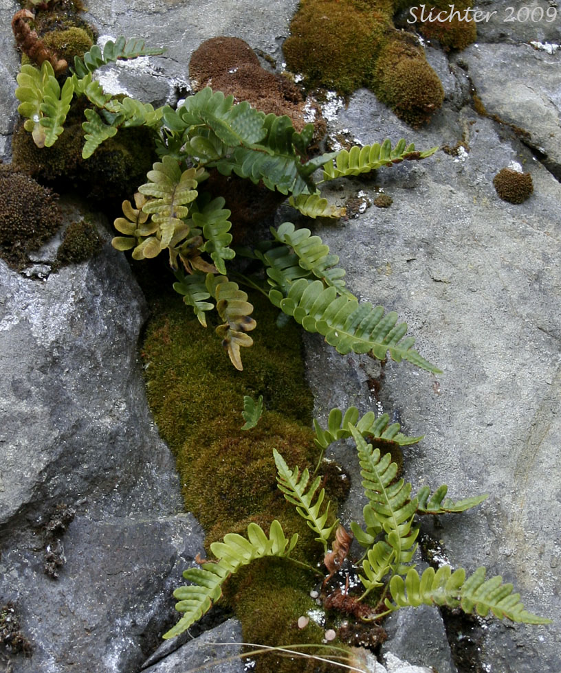 Irregular Polypody, Pacific Polypody: Polypodium amorphum (Synonym: Polypodium montense)