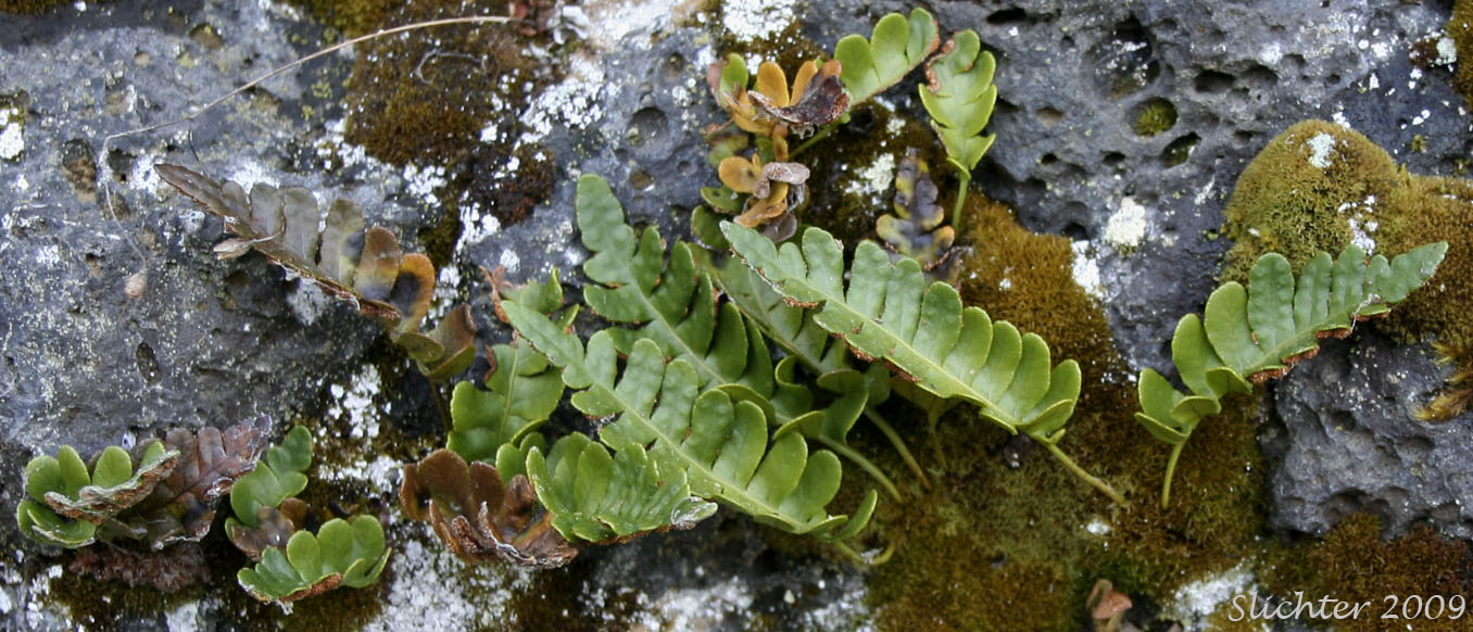 Irregular Polypody, Pacific Polypody: Polypodium amorphum (Synonym: Polypodium montense)