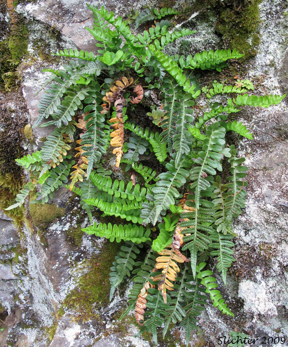 Irregular Polypody, Pacific Polypody: Polypodium amorphum (Synonym: Polypodium montense)