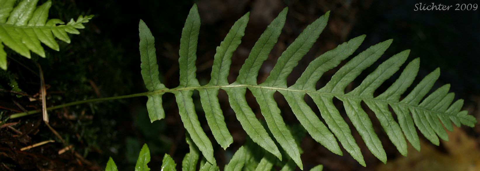 Dorsal frond surface of Licorice Fern: Polypodium glycyrrhiza (Synonyms: Polypodium aleuticum, Polypodium falcatum, Polypodium occidentale, Polypodium vulgare var. falcatum, Polypodium vulgare var. occidentale)