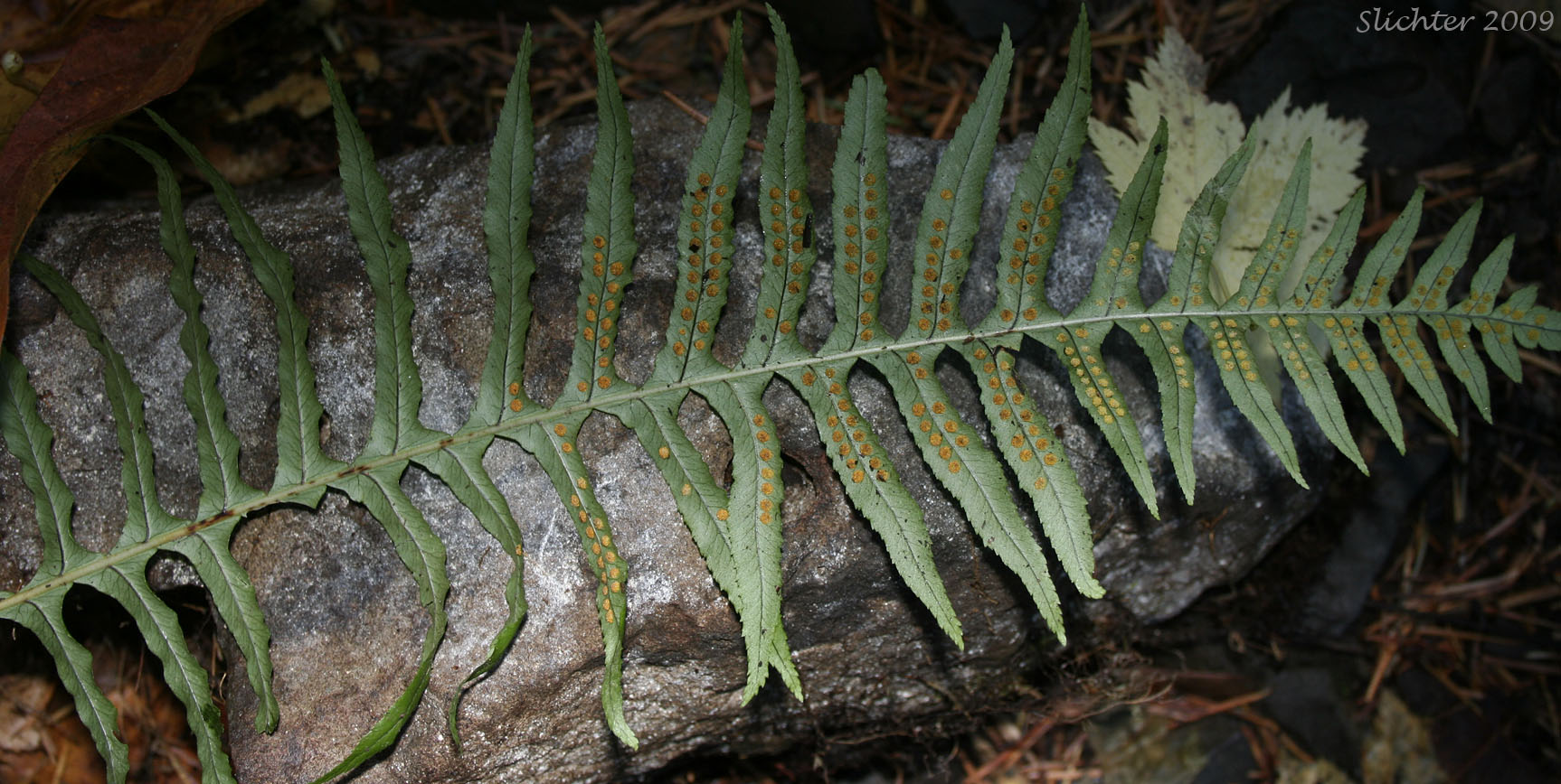 Ventral frond surface of Licorice Fern: Polypodium glycyrrhiza (Synonyms: Polypodium aleuticum, Polypodium falcatum, Polypodium occidentale, Polypodium vulgare var. falcatum, Polypodium vulgare var. occidentale)